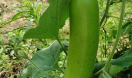 当别人在吃瓜,当别人在吃瓜，我们却在见证真相