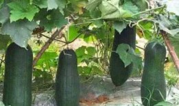 尺蠖吃瓜,探寻自然界的奇妙食性