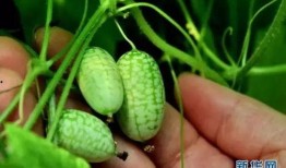 在古龙世界的吃瓜,一瓜激起千层浪，揭秘武林秘闻背后的真相