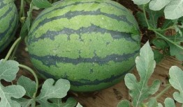 直播做吃瓜,揭秘网红美食背后的秘密