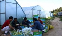 庆阳吃瓜视频,揭秘当地特色美食背后的故事