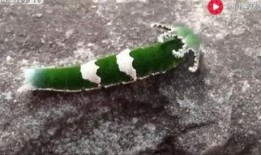 吃瓜狗搞笑视频下载,笑料横生，欢乐无限