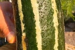 实在没有兴趣吃瓜,探寻不食人间烟火的宁静生活