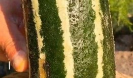 实在没有兴趣吃瓜,探寻不食人间烟火的宁静生活