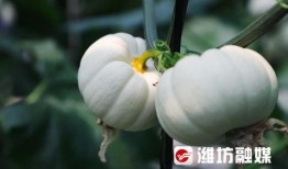 潍坊楼顶吃瓜,夏日里的独特风景线