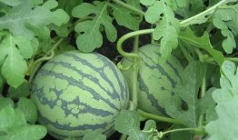 兰总吃瓜,揭秘娱乐圈幕后风云