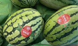 最近都有什么瓜吃