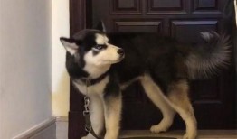 哈士奇吃瓜看戏,揭秘狗狗的娱乐生活