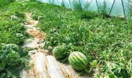 大理酒滩吃瓜,夏日吃瓜，畅享清凉时光