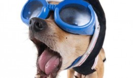 吃瓜狗搞笑视频下载,笑料横生，欢乐无限