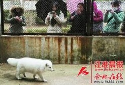 白狐和萨摩耶吃瓜,白狐与萨摩耶共享瓜果时光