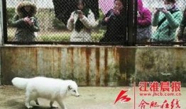 白狐和萨摩耶吃瓜,白狐与萨摩耶共享瓜果时光