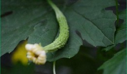 人流天天吃瓜,揭秘网络“吃瓜”文化的盛况