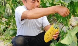 树顶下吃瓜,夏日休闲时光的美好记忆