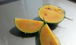 彩虹吃瓜视频在线观看,揭秘热门视频背后的趣味与真相