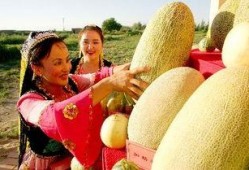 维族姑娘吃哈密瓜,哈密瓜美食之旅