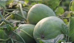 庆阳吃瓜视频,揭秘当地特色美食背后的故事