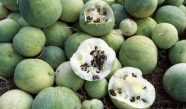 在古龙世界的吃瓜,一瓜激起千层浪，揭秘武林秘闻背后的真相