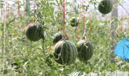 亚联吃瓜视频,揭秘娱乐圈幕后故事