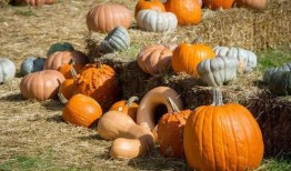 仆人吃瓜,仆人视角下的瓜田奇遇记