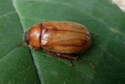 吃臭瓜虫视频,一场奇特的味蕾冒险之旅