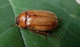 吃臭瓜虫视频,一场奇特的味蕾冒险之旅