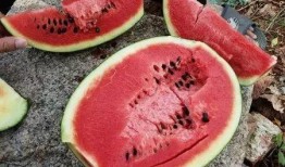 拉肚子吃土瓜,传统食疗的现代实践