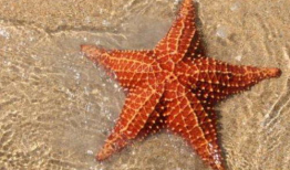 吃瓜小海星,揭秘娱乐圈那些不为人知的幕后故事