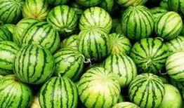 火瓜可以吃吗怎么吃,探索火瓜的食用技巧与佳肴