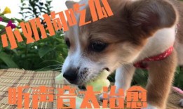 四个小狗吃瓜,四萌犬瓜田乐