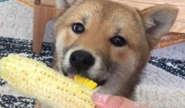 四个小狗吃瓜,四萌犬瓜田乐