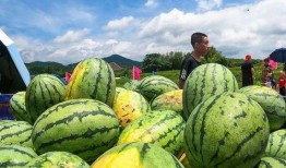 梁山嘉祥吃瓜,一场别开生面的“吃瓜”盛宴