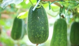 高效吃瓜,高效掌握娱乐圈动态