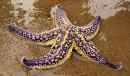 吃瓜小海星,揭秘娱乐圈那些不为人知的幕后故事