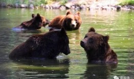 动物请吃瓜,一场别开生面的美食之旅