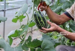 秋天吃瓜伤什么,揭秘秋天吃瓜可能伤害的部位