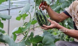 秋天吃瓜伤什么,揭秘秋天吃瓜可能伤害的部位