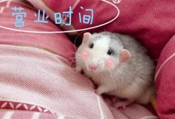 前排吃瓜小屁,揭秘娱乐圈幕后风云