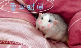 前排吃瓜小屁,揭秘娱乐圈幕后风云