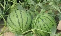 温岭市吃瓜,瓜果飘香，品味生活新篇章