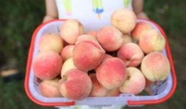 泡泡吃瓜ptcg,揭秘卡牌游戏的魅力与策略