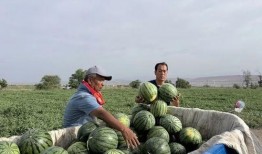 湖南安化吃瓜,瓜果飘香，品味传统美食文化之旅