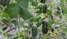 秋天吃瓜伤什么,揭秘秋天吃瓜可能伤害的部位