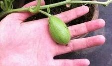 残忍吃瓜,揭秘残忍吃瓜背后的真相与反思