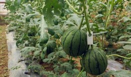 吃瓜上神,网络红人的崛起与影响力