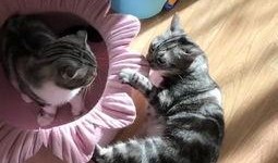 吃瓜猫酱,揭秘娱乐圈那些不为人知的幕后故事