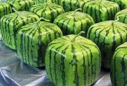 瓜可以吃的意思,探寻可食用瓜类的多样魅力