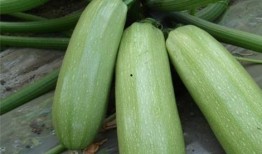 烧瓜怀孕可以吃吗,烧瓜是否适宜孕妇食用