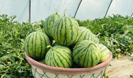 高效吃瓜,高效掌握娱乐圈动态