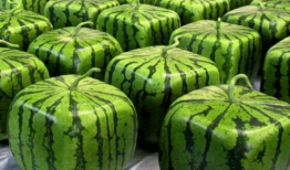 中楼吃瓜,揭秘吃瓜群众的狂欢盛宴